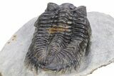Bug-Eyed Coltraneia Trilobite Fossil - Ofaten, Morocco #359160-4